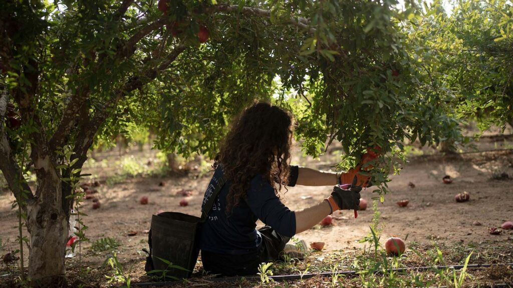Can Israel’s agricultural sector recover after the war on Gaza?