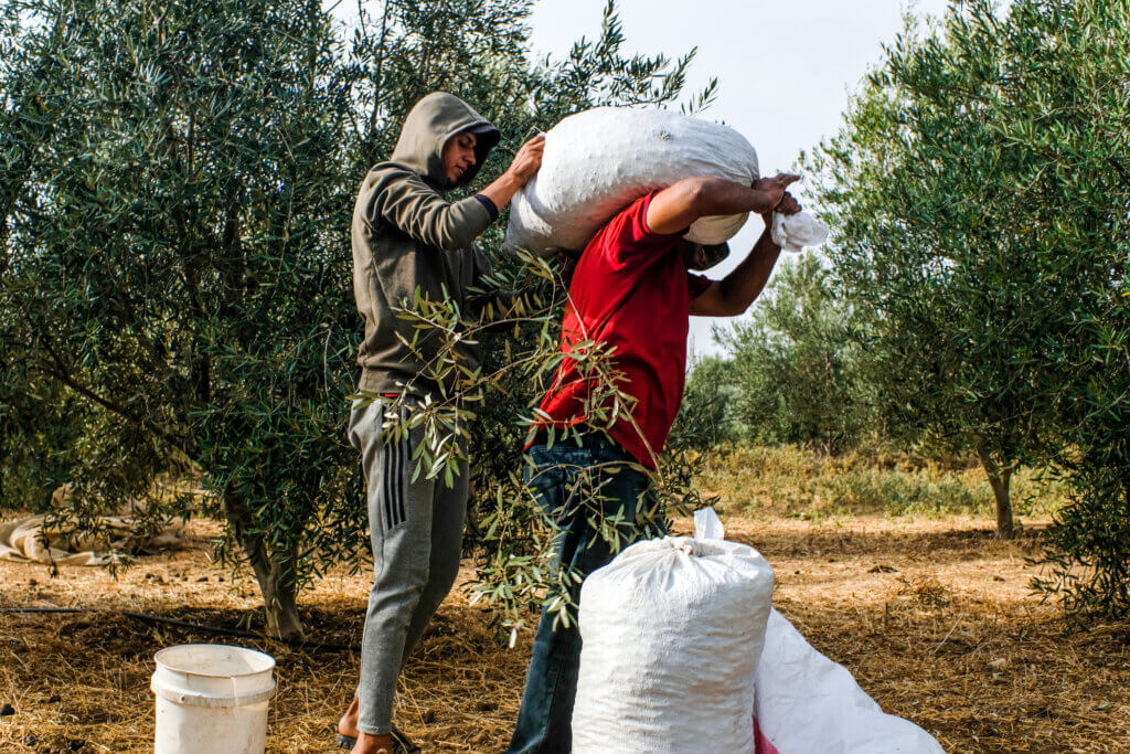 After three years of genocide, Gaza’s olive harvest is going extinct